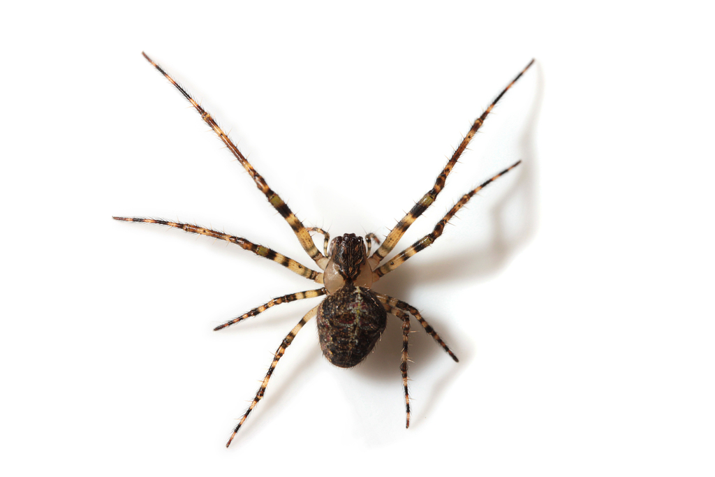 Chrysometa boraceia