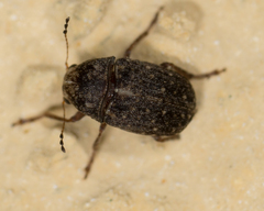 Araecerus