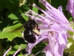 Melissodes bimaculatus