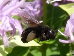 Melissodes bimaculatus