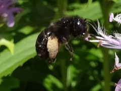 Melissodes bimaculatus