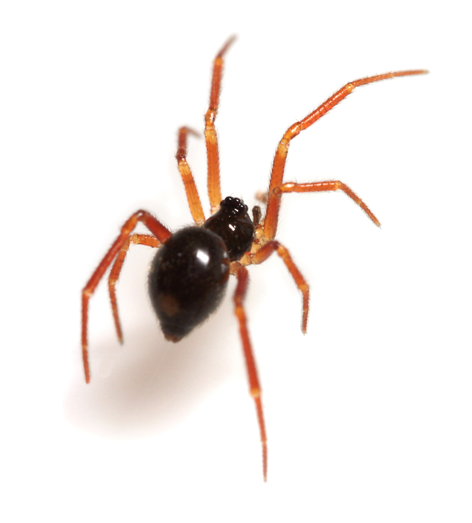 Stemmops belavista
