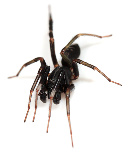Ianduba varia