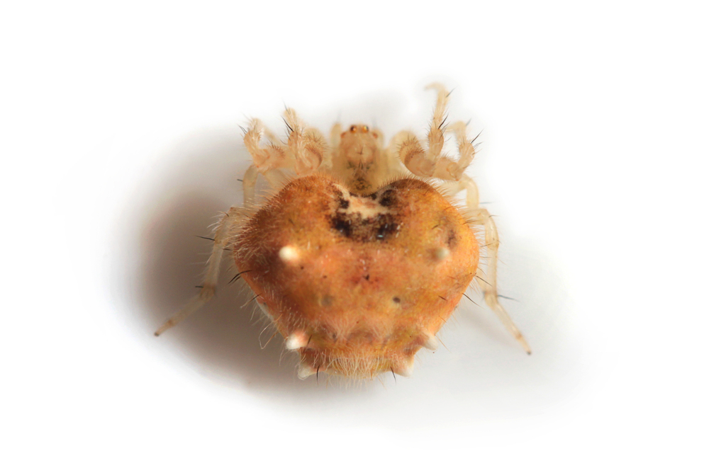Taczanowskia sextuberculata