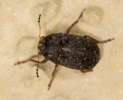 Araecerus