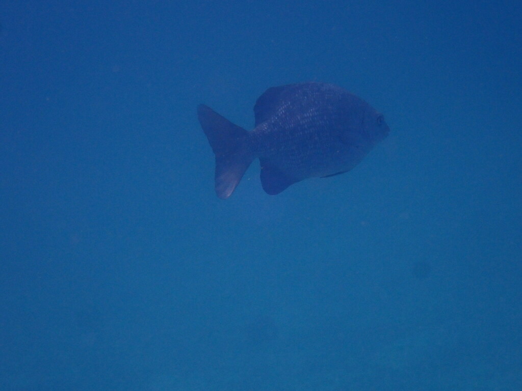 Blue sea chub