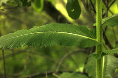 Cirsium helenioides