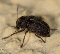 Araecerus