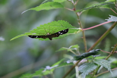 Celaenorrhinus maculosa