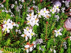 Bryanthus gmelinii