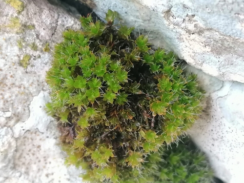 Image of Syntrichia montana by (c) Daniel Buczkiewicz, some rights reserved (CC BY-SA)