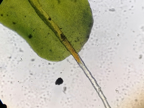 Image of Syntrichia montana by (c) Daniel Buczkiewicz, some rights reserved (CC BY-SA)