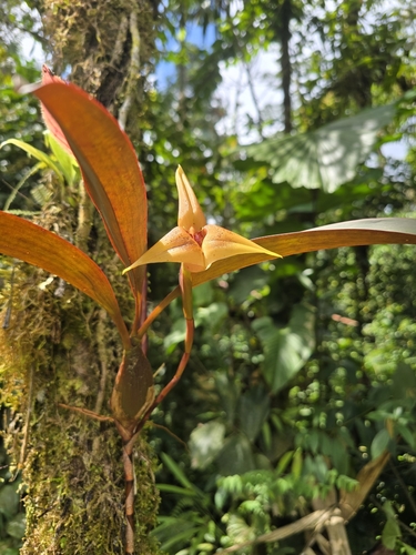 Maxillaria erikae