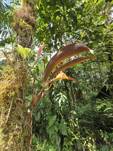 Maxillaria erikae, photograph 2