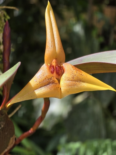 Maxillaria erikae, photograph 3