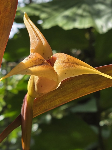 Maxillaria erikae, photograph 4