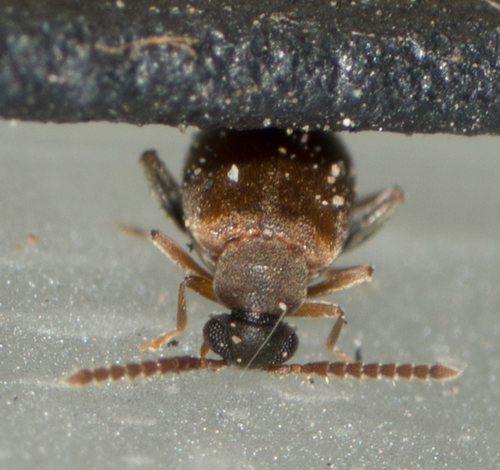Aderidae