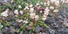 Bryanthus gmelinii