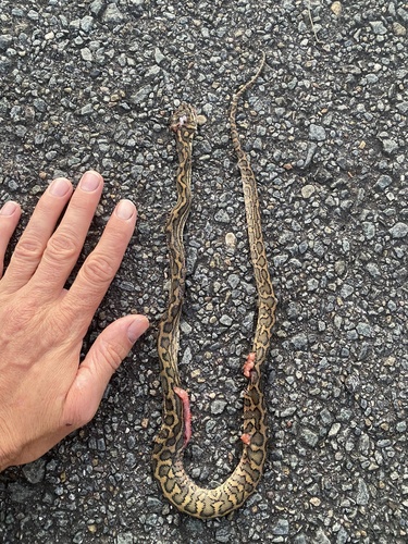 Coastal Carpet Python sighting