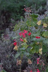 Pelargonium inquinans