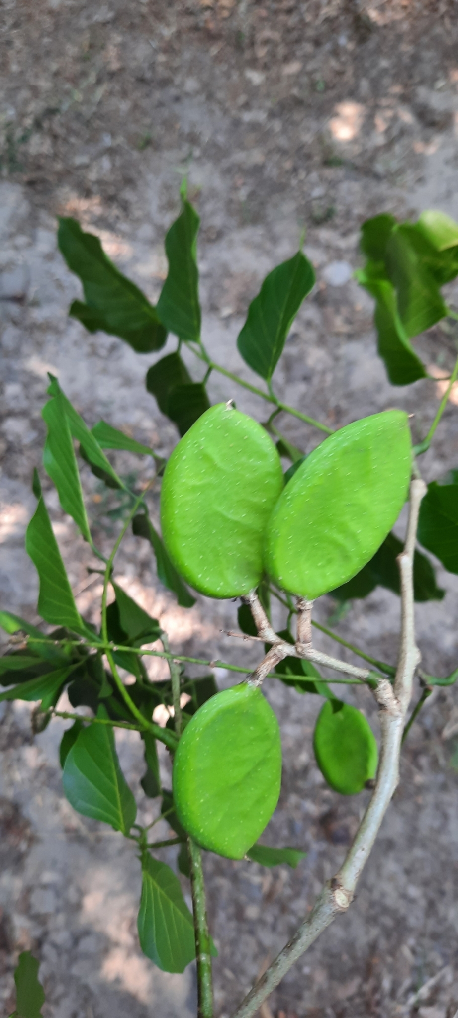 Imagem de Pongamia