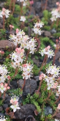 Bryanthus gmelinii