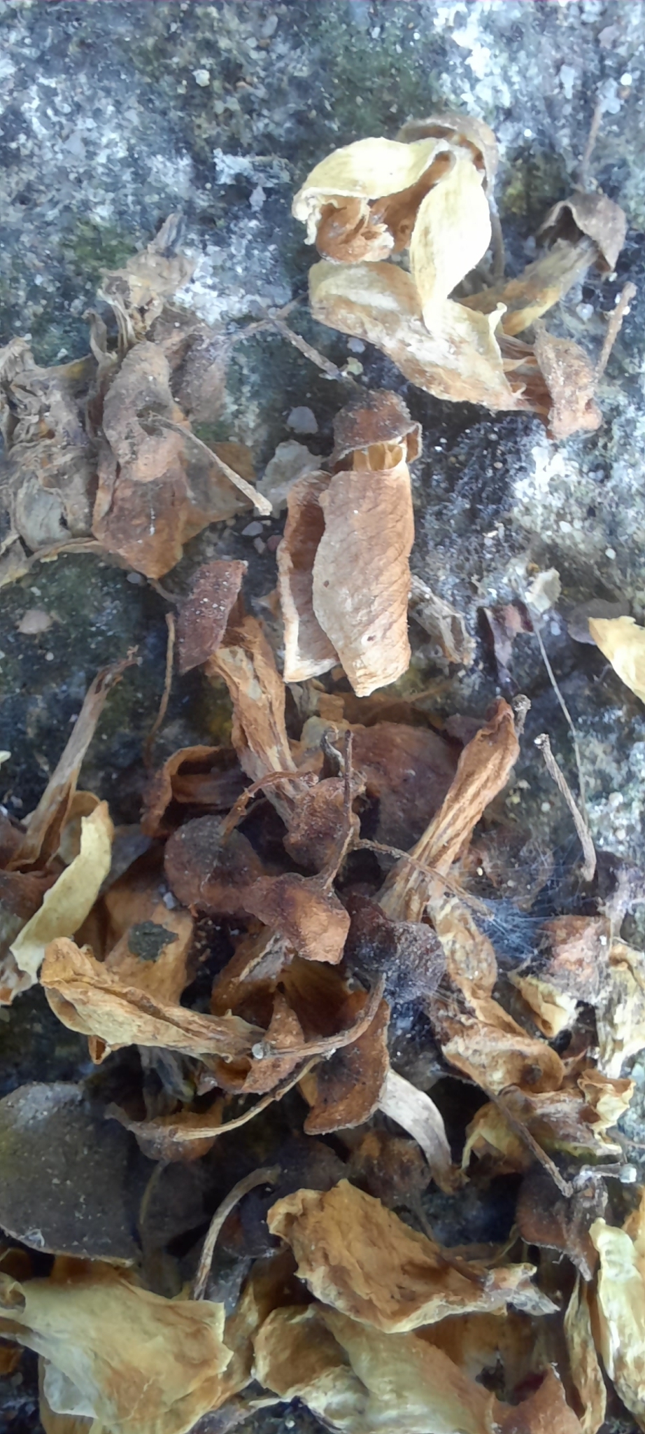 Imagem de Pongamia