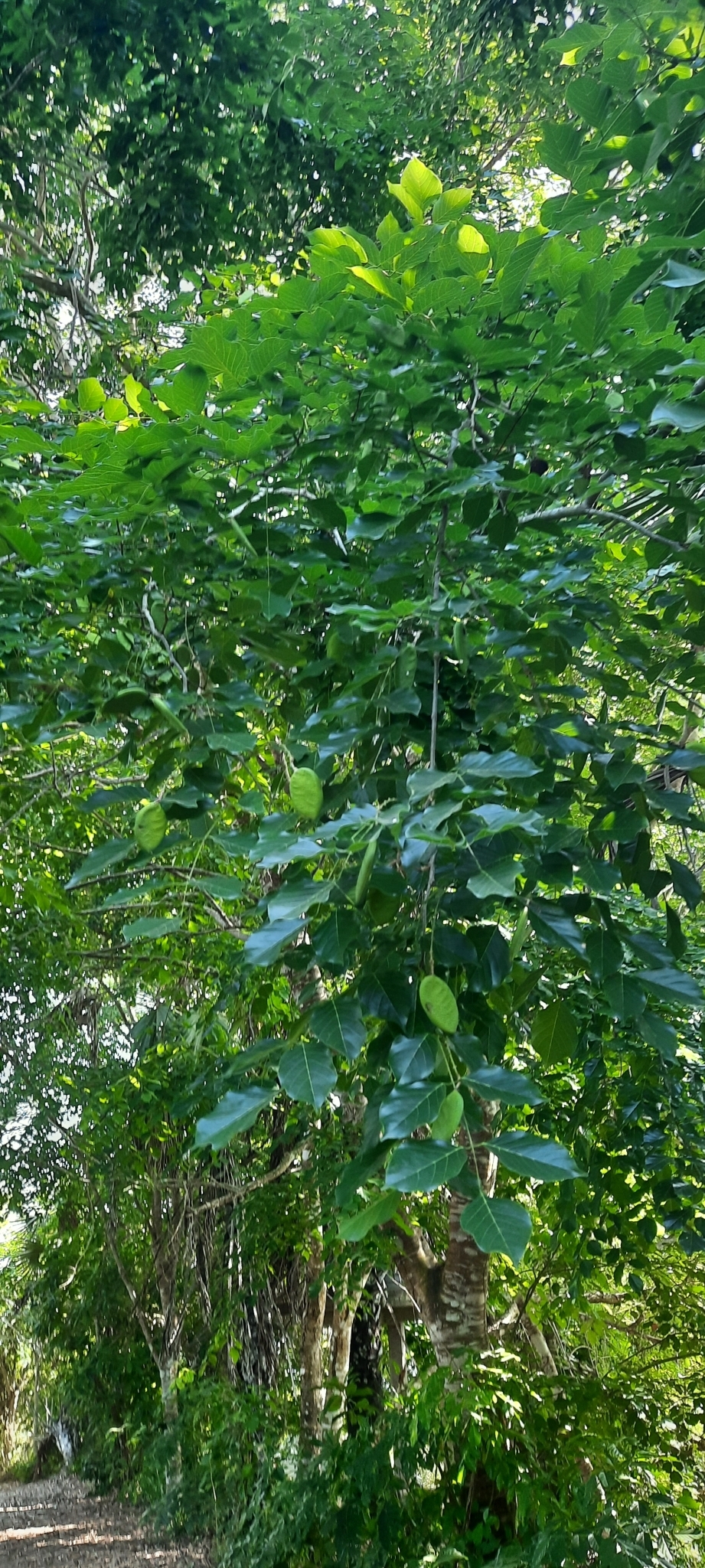 Imagem de Pongamia