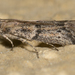 Dusky Raisin Moth - Photo no rights reserved, uploaded by Jesse Rorabaugh