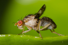 Toxonevra muliebris