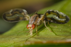 Toxonevra muliebris