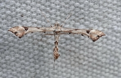 Platyptilia carduidactylus