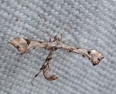 Platyptilia carduidactylus