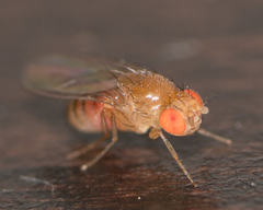Drosophila melanogaster