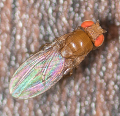 Drosophila melanogaster