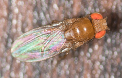 Drosophila melanogaster