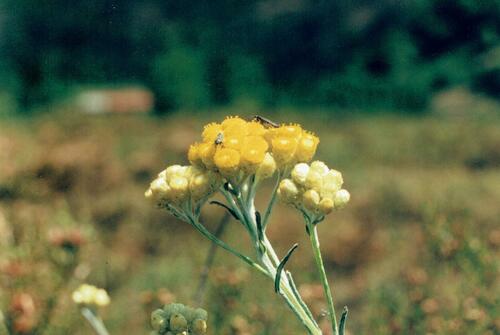 Yellow amaranth (Helichrysum stoechas)