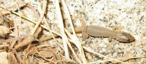 Desert Night Lizard, Xantusia vigilis