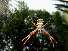 Argiope argentata
