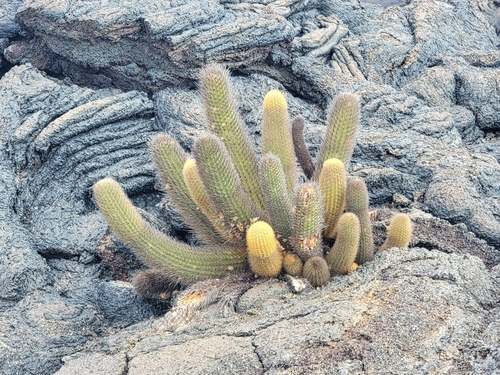 Image of Brachycereus nesioticus by no rights reserved