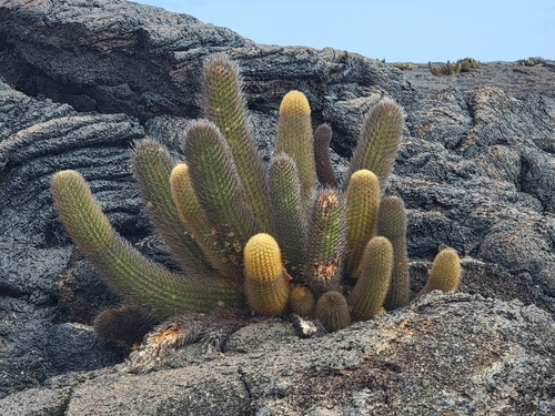 Image of Brachycereus nesioticus by no rights reserved