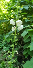 Verbascum blattaria