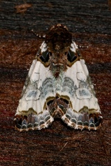 Cerma cerintha