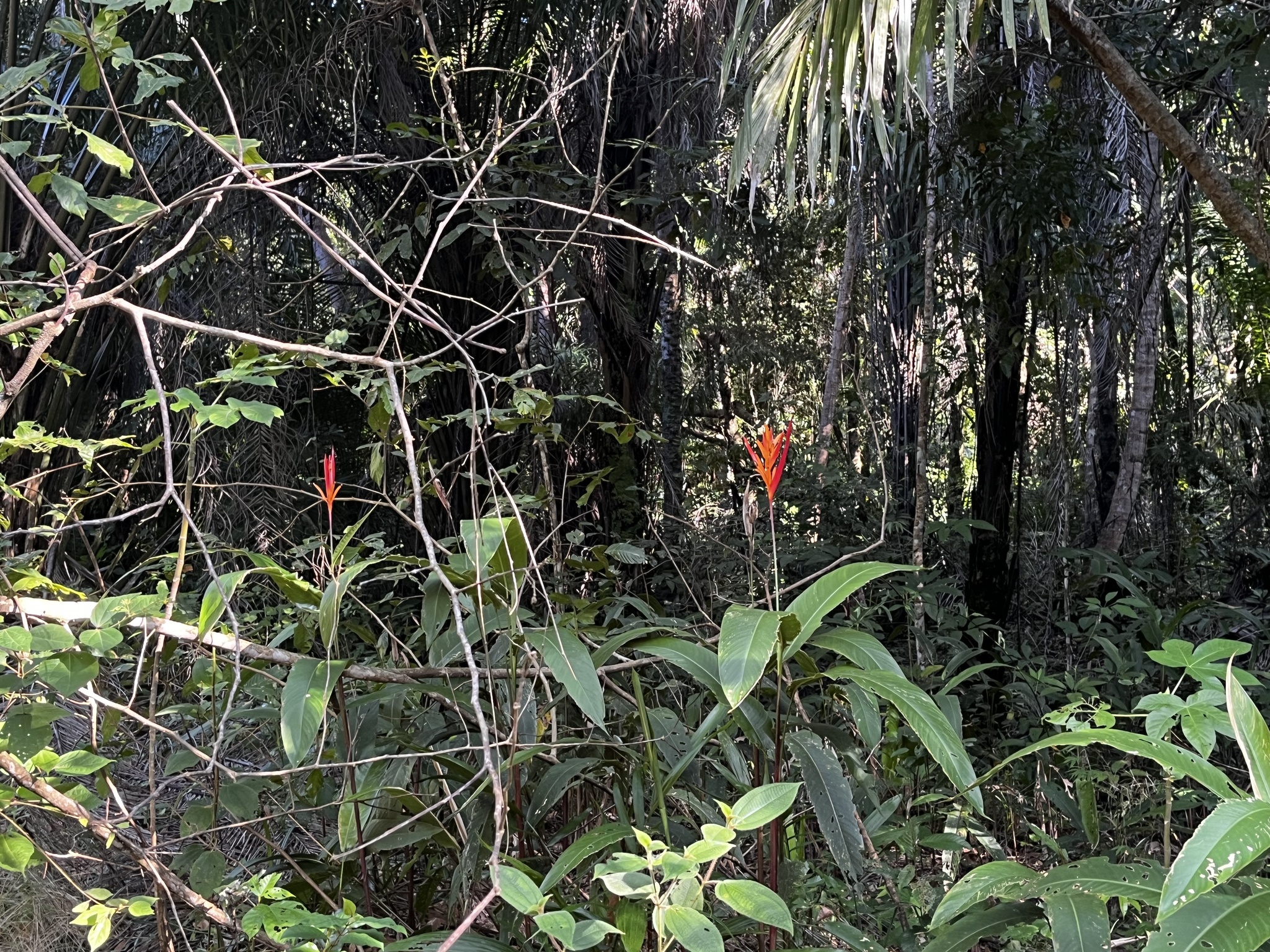 Heliconia psittacorum