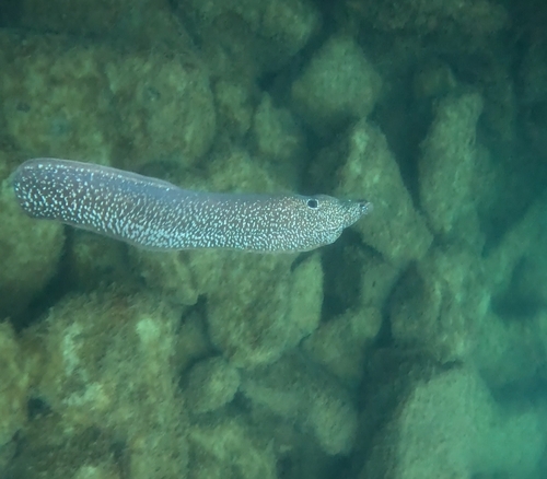 Hourglass moray (Muraena clepsydra) — Muraenidae — 5