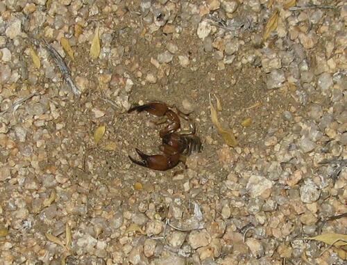 California Swollenstinger Scorpion photo 4