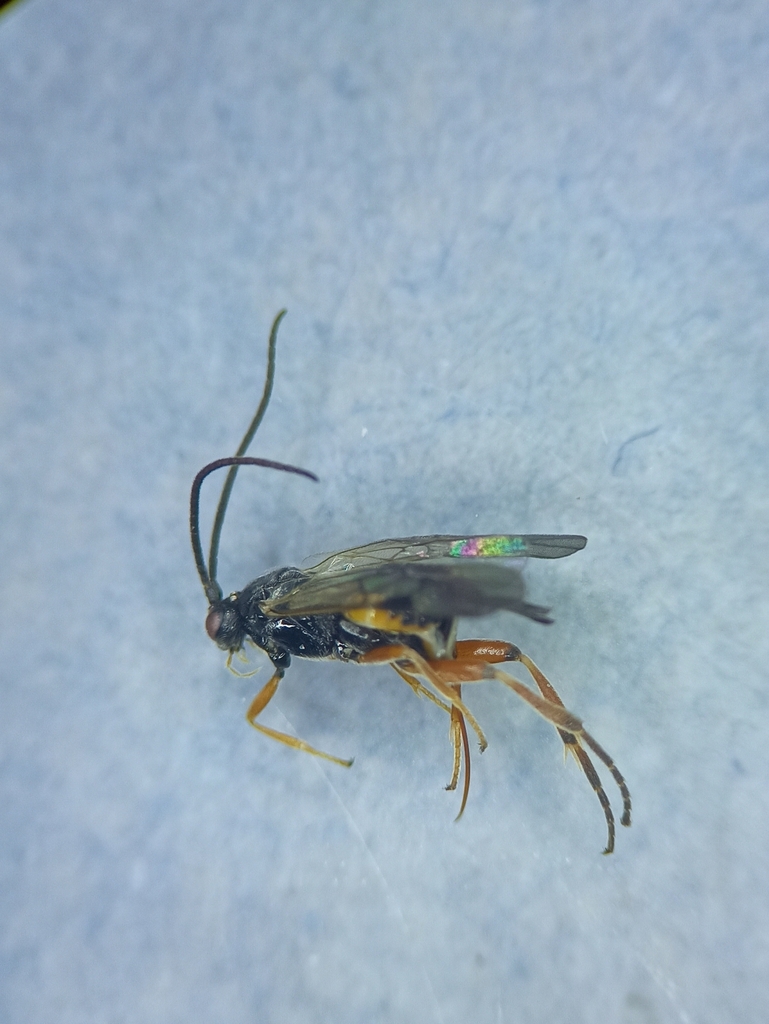 Microgaster subcompleta