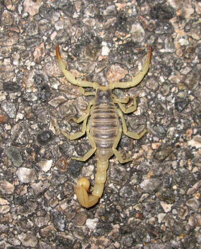 Anza-Borrego Hairy Scorpion photo 3