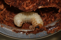 Parastasia indica