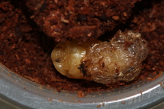 Parastasia indica